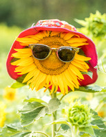 sunflower calendar